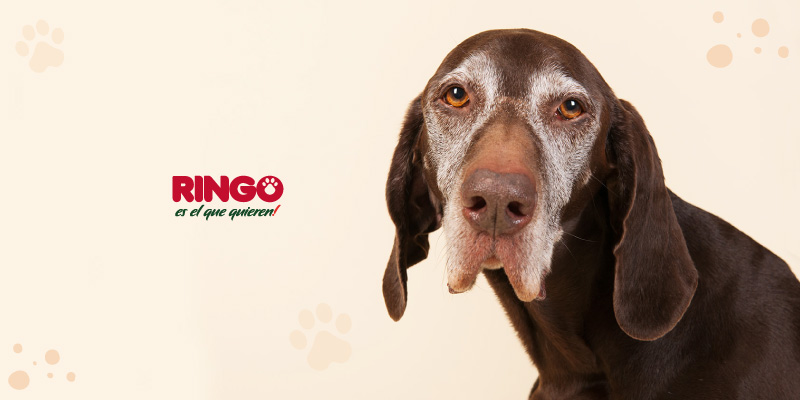 cuidados para un perro anciano